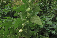 Physalis minima